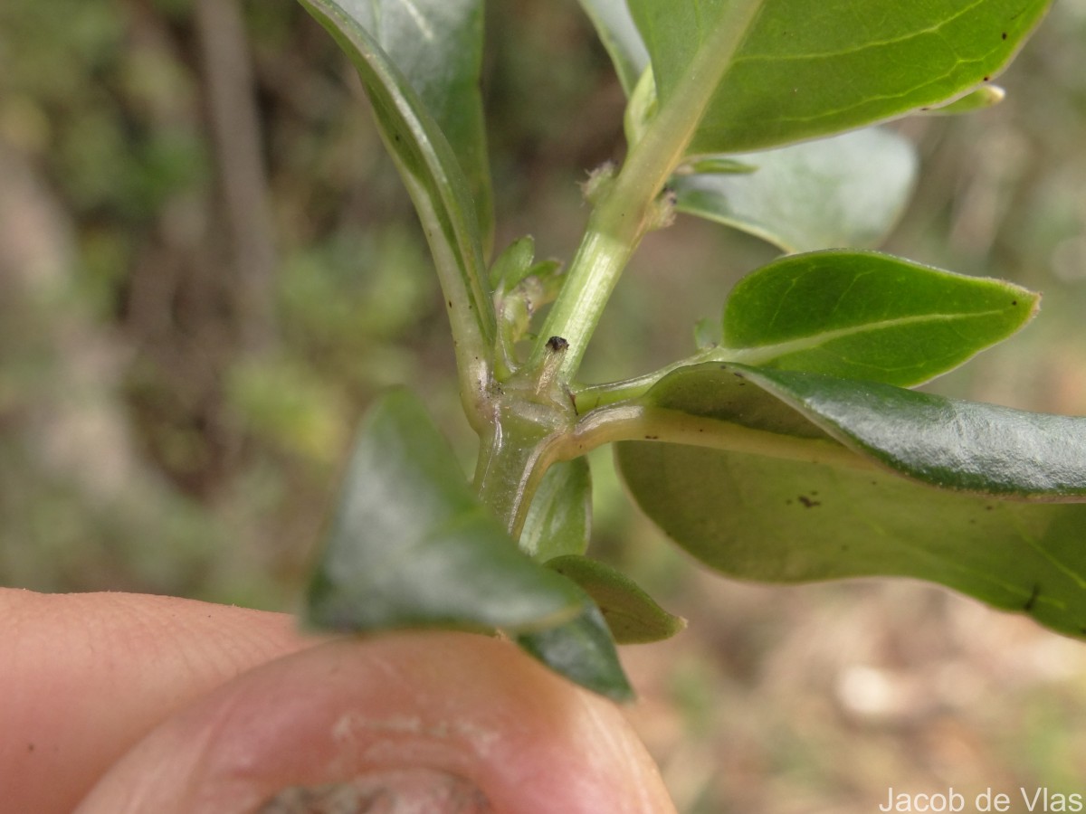 Hedyotis trimenii var. trimenii Deb & Ratna Dutta
